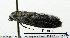  ( - ww04255)  @11 [ ] CreativeCommons - Attribution (2010) Unspecified Centre for Biodiversity Genomics