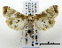  ( - ww04259)  @15 [ ] CreativeCommons - Attribution (2010) Unspecified Centre for Biodiversity Genomics