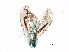  ( - 06-NSWE-01145)  @11 [ ] CreativeCommons - Attribution (2018) CBG Photography Group Centre for Biodiversity Genomics