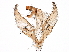  ( - 06-NSWE-01953)  @12 [ ] CreativeCommons - Attribution (2018) CBG Photography Group Centre for Biodiversity Genomics