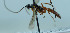  (Glypta monoceros - NJP1148)  @11 [ ] CreativeCommons  Attribution Share-Alike (by-sa) (2023) Unspecified Linnaeus University