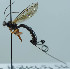  ( - NJP1158)  @11 [ ] CreativeCommons  Attribution Share-Alike (by-sa) (2023) Unspecified Linnaeus University