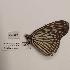  (Ideopsis vulgaris palawana - AVM1217)  @11 [ ] CreativeCommon (2018) Markus Franzen Linnaeus university