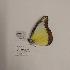 (Appias lyncida enaretina - AVM1279)  @11 [ ] CreativeCommon (2018) Markus Franzen Linnaeus university