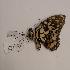  (Papilio demoleus libanius - AVM1365)  @11 [ ] CreativeCommon (2018) Markus Franzen Linnaeus university