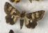  ( - AVM705)  @11 [ ] CreativeCommons - Attribution Non-Commercial Share-Alike (2018) Markus Franzen Linnaeus university