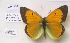  (Colias aurorina pulchsios - AVM1129)  @11 [ ] CreativeCommons - Attribution Non-Commercial Share-Alike (2018) Markus Franzen Linnaeus university