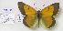  (Colias aurorina - AVM1137)  @11 [ ] CreativeCommons - Attribution Non-Commercial Share-Alike (2018) Markus Franzen Linnaeus university