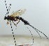  (Liotryphon sp. 1 - NJP825)  @11 [ ] CreativeCommon (2022) Markus Franzen Linnaeus university