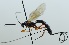  (Liotryphon crassiseta - NJP826)  @11 [ ] CreativeCommon (2022) Markus Franzen Linnaeus university