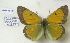  (Colias aurorina kermana - AVM1142)  @11 [ ] CreativeCommons - Attribution Non-Commercial Share-Alike (2018) Markus Franzen Linnaeus university