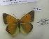  (Colias aurorina libanotica - AVM1146)  @11 [ ] CreativeCommons - Attribution Non-Commercial Share-Alike (2018) Markus Franzen Linnaeus university
