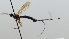  (Liotryphon sp. 2 - NJP897)  @11 [ ] CreativeCommon (2022) Markus Franzen Linnaeus university