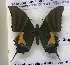  ( - AVM_52)  @11 [ ] CreativeCommons - Attribution Non-Commercial Share-Alike (2017) Markus Franzen Linnaeus university