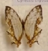  (Cyrestis thyodamas - AVM_286)  @11 [ ] CreativeCommons - Attribution Non-Commercial Share-Alike (2015) Markus Franzen Linnaeus university