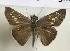  (Pelopidas agna - AVM_385)  @11 [ ] CreativeCommons - Attribution Non-Commercial Share-Alike (2017) Markus Franzen Linnaeus university