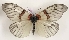  (Agalope bifasciata - AVM_403)  @11 [ ] CreativeCommons - Attribution Non-Commercial Share-Alike (2017) Markus Franzen Linnaeus university