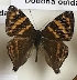  ( - AVM_390)  @11 [ ] CreativeCommons - Attribution Non-Commercial Share-Alike (2017) Markus Franzen Linnaeus university