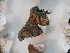  ( - 17_FAZS_243)  @12 [ ] CreativeCommons - Attribution Non-Commercial Share-Alike (2017) Markus Franzen Linnaeus university
