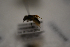  ( - AVM1812)  @11 [ ] CreativeCommon (2313) Markus Franzen Linnaeus university