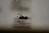  ( - AVM1814)  @11 [ ] CreativeCommon (2315) Markus Franzen Linnaeus university
