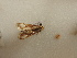  (Eoophyla snelleni - 17_FAZS_142)  @12 [ ] CreativeCommons - Attribution Non-Commercial Share-Alike (2017) Markus Franzen Linnaeus university