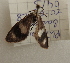  ( - 17_FAZS_177)  @11 [ ] CreativeCommons - Attribution Non-Commercial Share-Alike (2017) Markus Franzen Linnaeus university