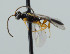  (Triclistus sp - NJP1102)  @11 [ ] CreativeCommons  Attribution Share-Alike (by-sa) (2023) Unspecified Linnaeus University