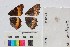  ( - RVcoll10B003)  @11 [ ] CreativeCommons - Attribution Non-Commercial Share-Alike (2018) Markus Franzen Linnaeus university