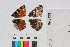  ( - RVcoll13T657)  @11 [ ] CreativeCommons - Attribution Non-Commercial Share-Alike (2018) Markus Franzen Linnaeus university