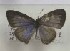  (Nacaduba pactolus - AVM_345)  @11 [ ] CreativeCommons - Attribution Non-Commercial Share-Alike (2017) Markus Franzen Linnaeus university