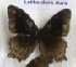  ( - AVM_155)  @11 [ ] CreativeCommons - Attribution Non-Commercial Share-Alike (2017) Markus Franzen Linnaeus university