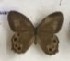  ( - AVM_171)  @11 [ ] CreativeCommons - Attribution Non-Commercial Share-Alike (2017) Markus Franzen Linnaeus university