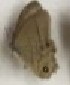  ( - AVM_172)  @11 [ ] CreativeCommons - Attribution Non-Commercial Share-Alike (2017) Markus Franzen Linnaeus university