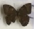  ( - AVM_178)  @11 [ ] CreativeCommons - Attribution Non-Commercial Share-Alike (2017) Markus Franzen Linnaeus university