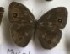  ( - AVM_180)  @11 [ ] CreativeCommons - Attribution Non-Commercial Share-Alike (2017) Markus Franzen Linnaeus university