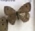  (Ypthima sarcaposa - AVM_189)  @11 [ ] CreativeCommons - Attribution Non-Commercial Share-Alike (2017) Markus Franzen Linnaeus university