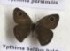  (Ypthima persimilis - AVM_191)  @11 [ ] CreativeCommons - Attribution Non-Commercial Share-Alike (2017) Markus Franzen Linnaeus university