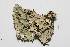  (Lobaria discolor - LOB_01)  @11 [ ] Copyright (2013) Unspecified Institute Cor Tropical Biology and Conservation