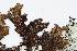  ( - LOB_05)  @11 [ ] Copyright (2013) Unspecified Institute Cor Tropical Biology and Conservation