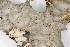  ( - LOB_06)  @11 [ ] Copyright  Unspecified Institute Cor Tropical Biology and Conservation