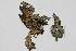  ( - LOB_06)  @11 [ ] Copyright (2013) Unspecified Institute Cor Tropical Biology and Conservation