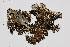  ( - LOB_07)  @11 [ ] Copyright (2013) Unspecified Institute Cor Tropical Biology and Conservation