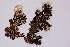  ( - LOB_14)  @11 [ ] Copyright (2013) Unspecified Institute Cor Tropical Biology and Conservation