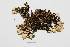  ( - LOB_27)  @11 [ ] Copyright (2014) Unspecified Institute Cor Tropical Biology and Conservation