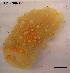  (Armina maculata - LMBRR1-001)  @13 [ ] Unspecified (default): All Rights Reserved (2012) Unspecified Unspecified