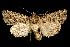  ( - 06-BLLOC-1936)  @14 [ ] CreativeCommons - Attribution (2010) Unspecified Centre for Biodiversity Genomics