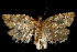  (Argyrotaenia niscana - 06-BLLOC-3158)  @15 [ ] CreativeCommons - Attribution (2010) Unspecified Centre for Biodiversity Genomics
