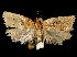  ( - 06-BLLOC-3161)  @15 [ ] CreativeCommons - Attribution (2010) Unspecified Centre for Biodiversity Genomics