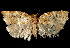  ( - 06-BLLOC-3164)  @15 [ ] CreativeCommons - Attribution (2010) Unspecified Centre for Biodiversity Genomics